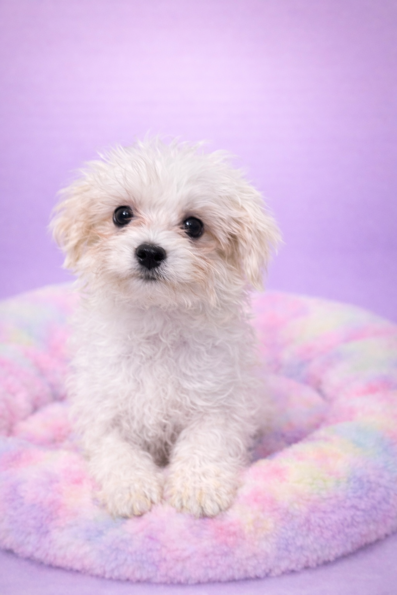 AZTEK male né le 08/12/25 ( LOF)