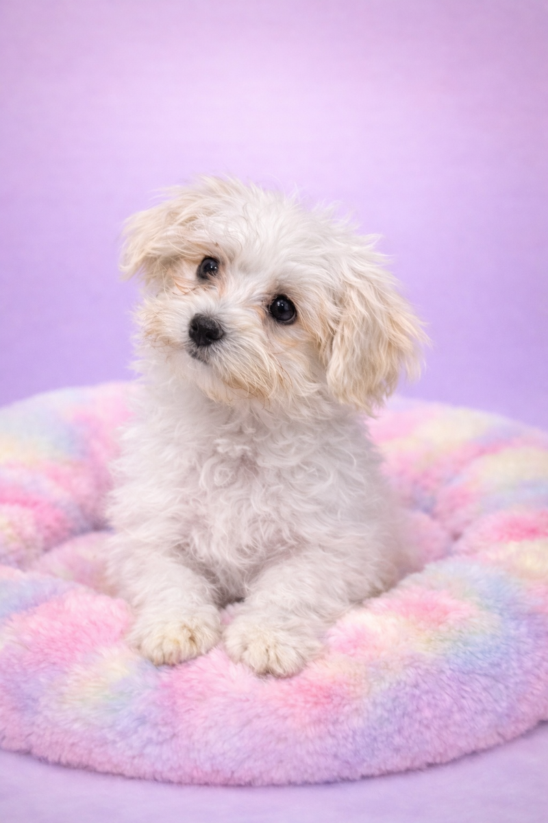 AZTEK male né le 08/12/25 ( LOF)