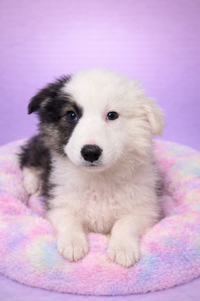 BALTIK femelle née le :01/01/2026 (Parents LOF)