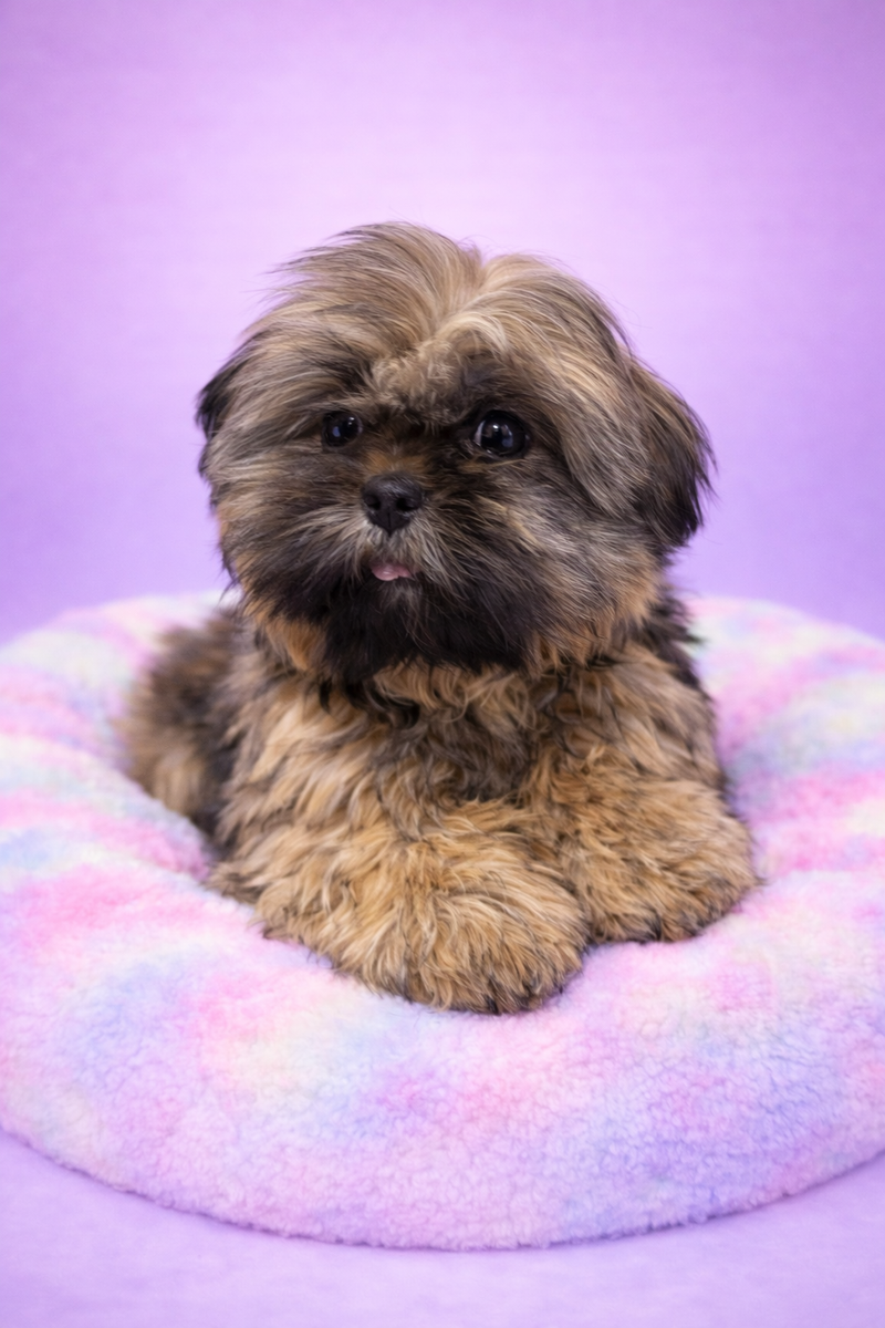 ASBEEN mâle né le : 28/11/2025 (Parents LOF)