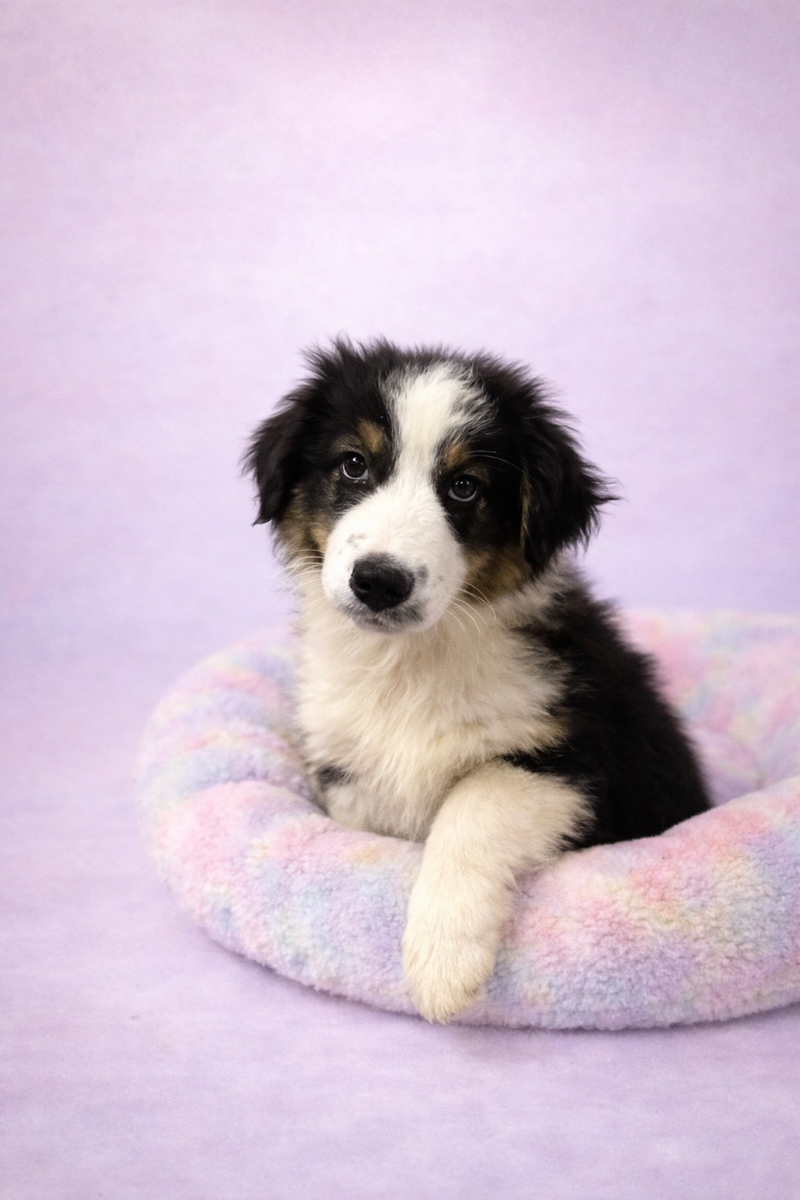 Bob mâle né le : 01/01/2026  (Parents LOF)