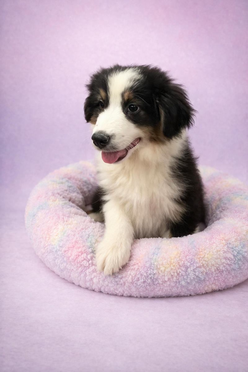 Bob mâle né le : 01/01/2026  (Parents LOF)