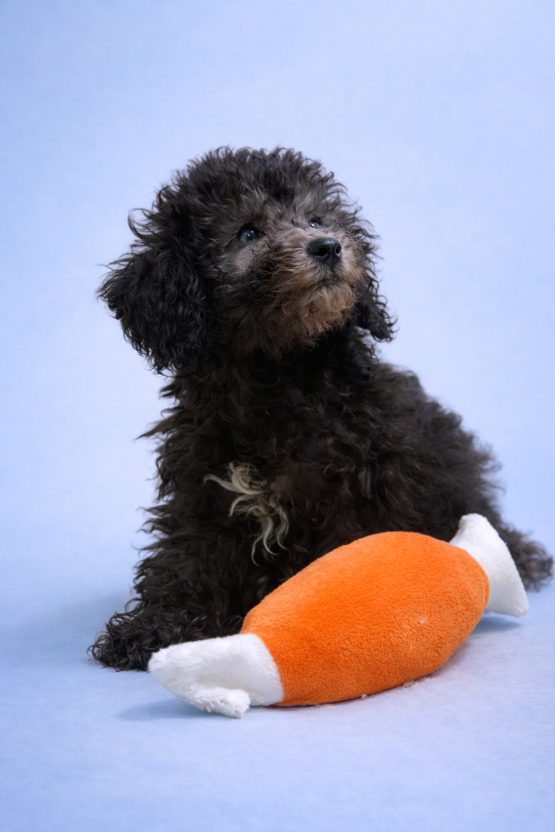 Bentley, Caniche mâle né le 10/01/26 Non LOF