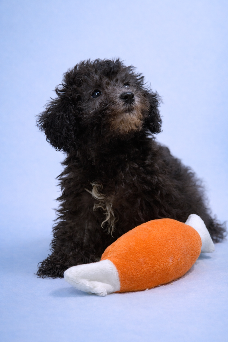Bentley, Caniche mâle né le 10/01/26 Non LOF