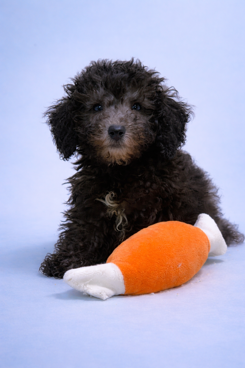 Bentley, Caniche mâle né le 10/01/26 Non LOF