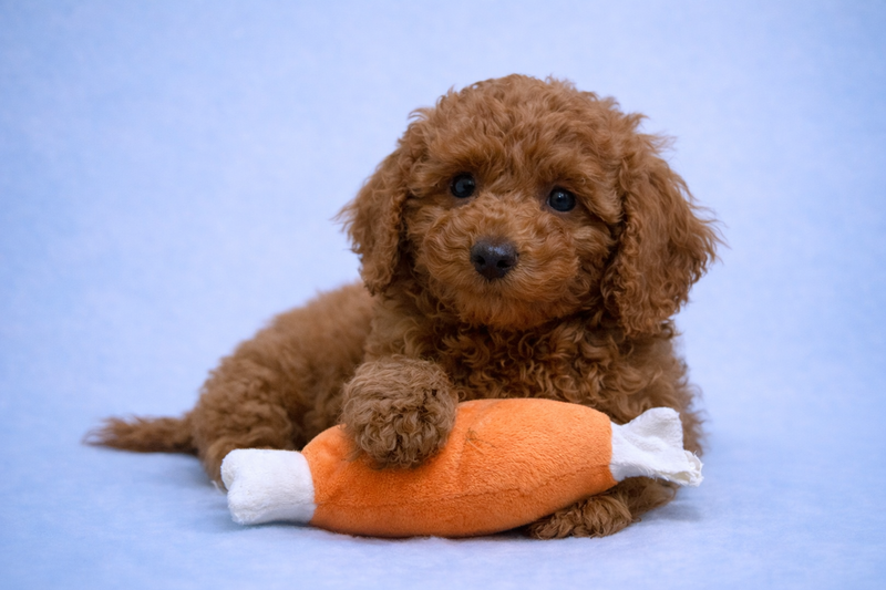 Biscuit, Caniche mâle né le 13/01/26 Non LOF