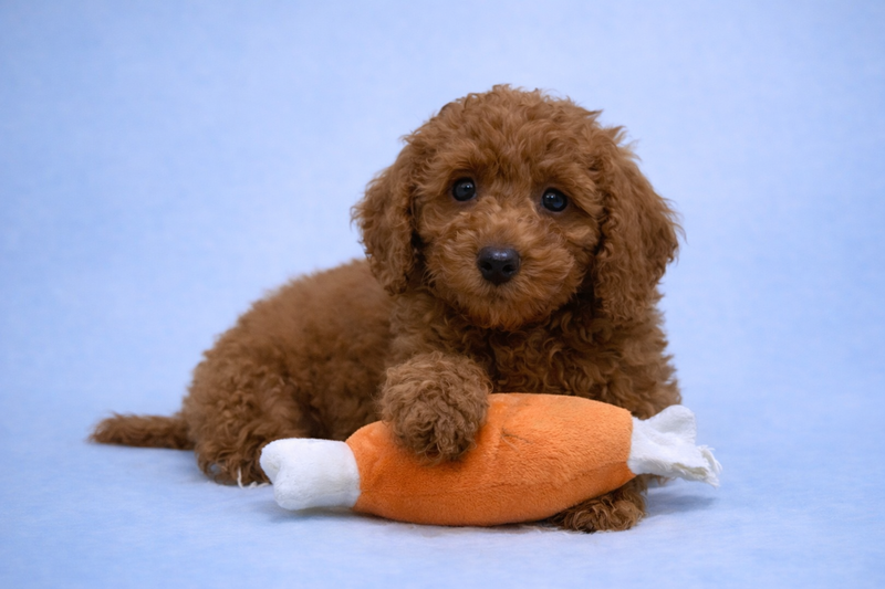 Biscuit, Caniche mâle né le 13/01/26 Non LOF