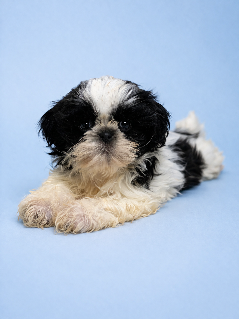 Ben, Shih Tzu mâle né le 12/01/26 Non LOF