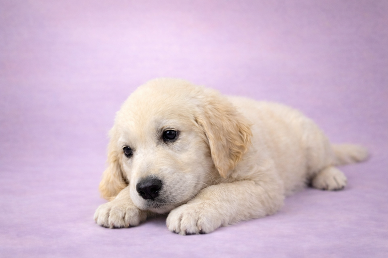 Bristol mâle né le:03/01/2026 (Parents LOF)