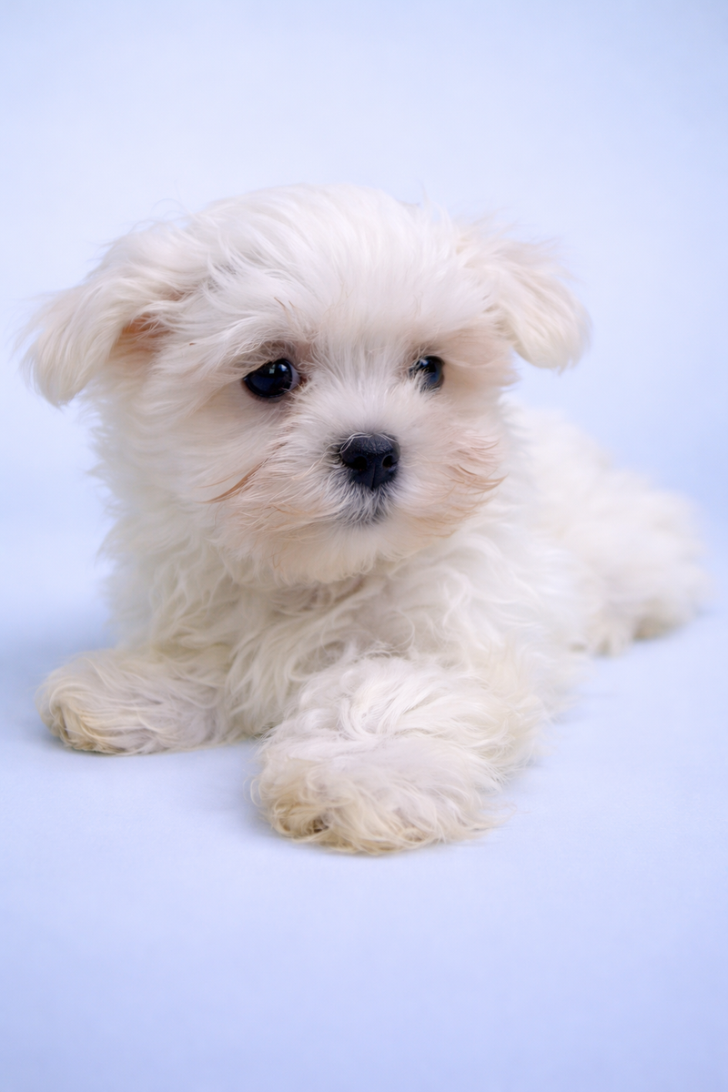 Bob, Bichon Maltais mâle né le 01/01/26 LOF