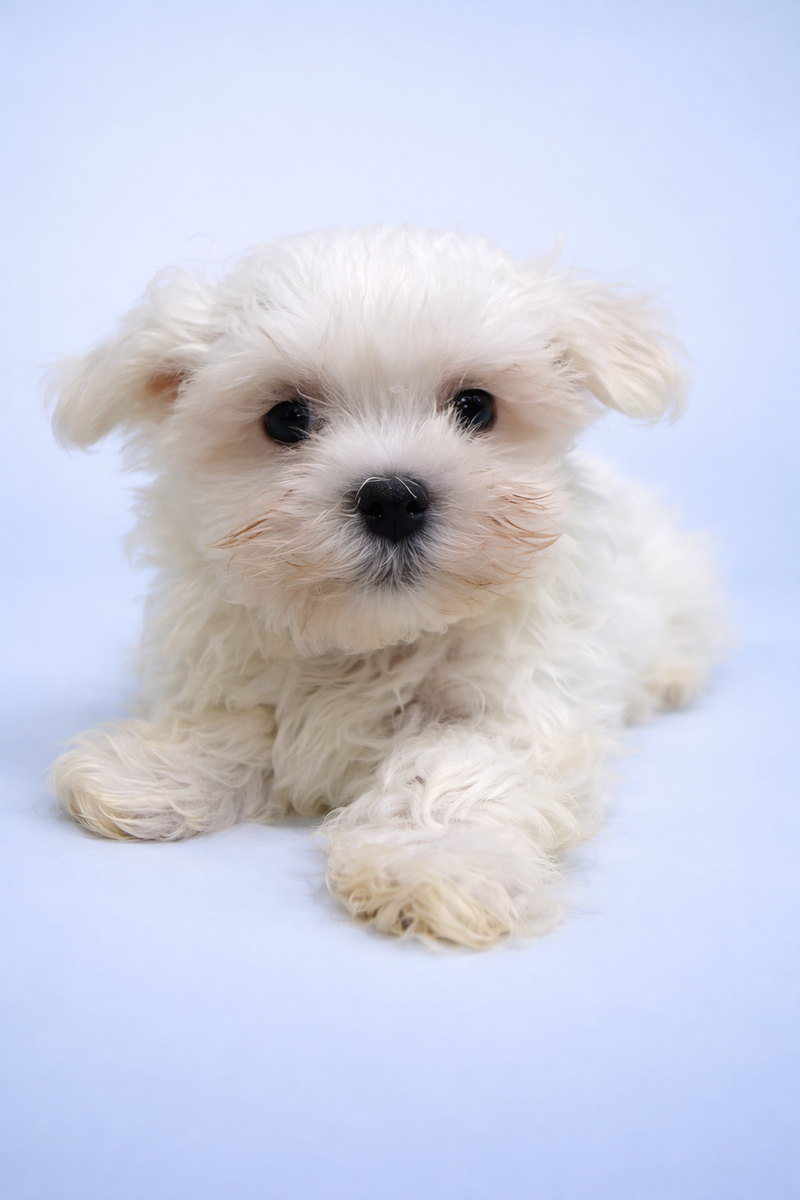 Bob, Bichon Maltais mâle né le 01/01/26 LOF