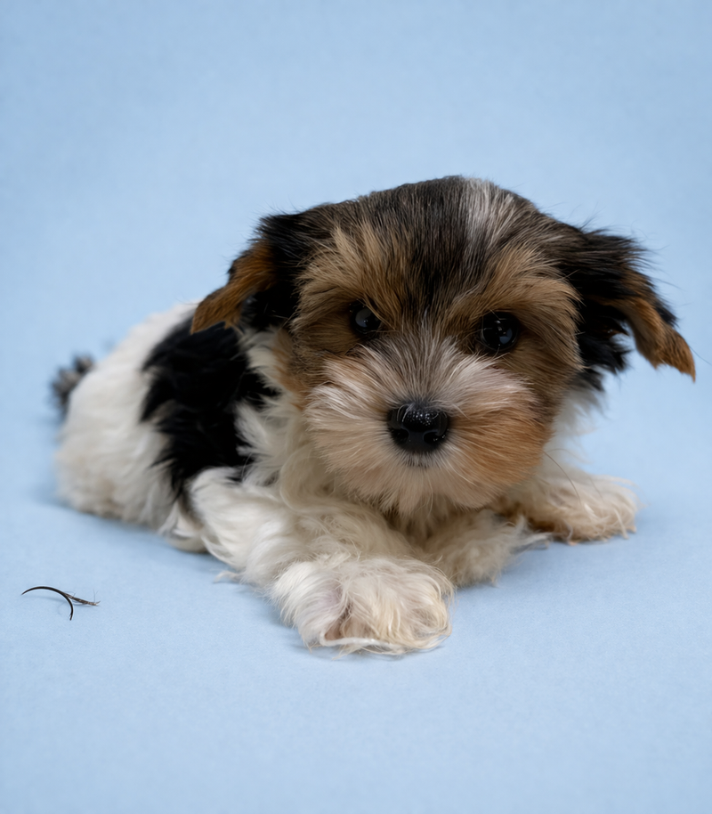 Aston, Yorkshire Biewer mâle né le 29/12/25 Non LOF