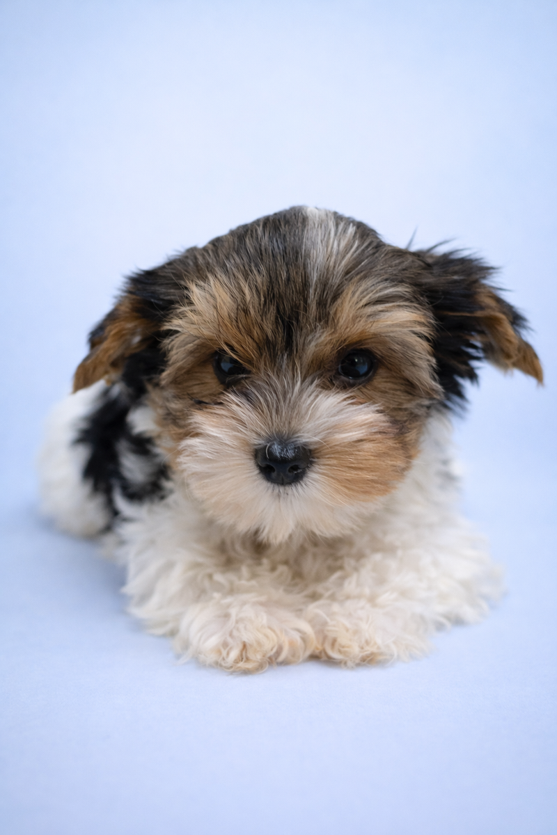 Aston, Yorkshire Biewer mâle né le 29/12/25 Non LOF