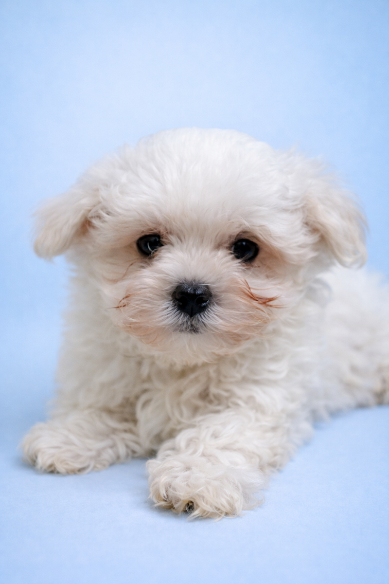 Bill, Bichon Maltais mâle né le 31/12/25 LOF