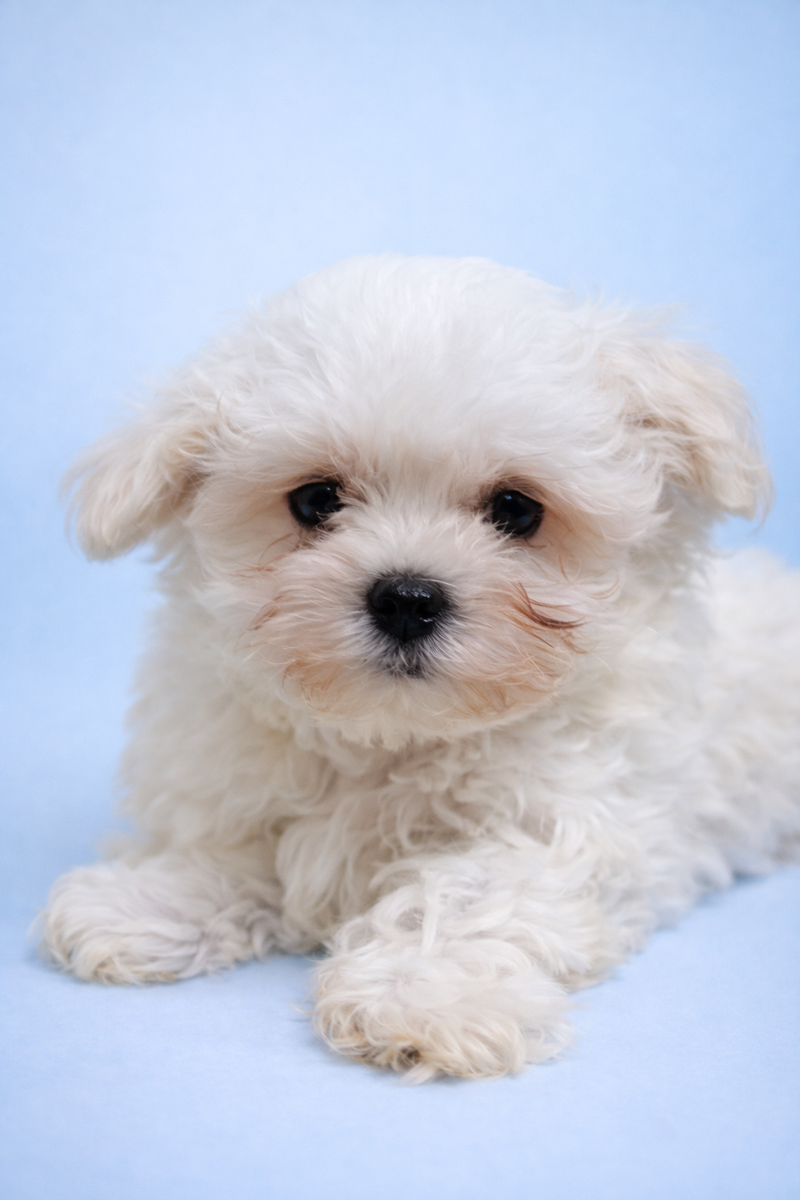 Bill, Bichon Maltais mâle né le 31/12/25 LOF