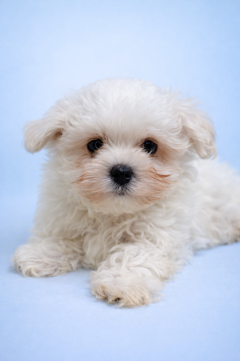 Bill, Bichon Maltais mâle né le 31/12/25 LOF