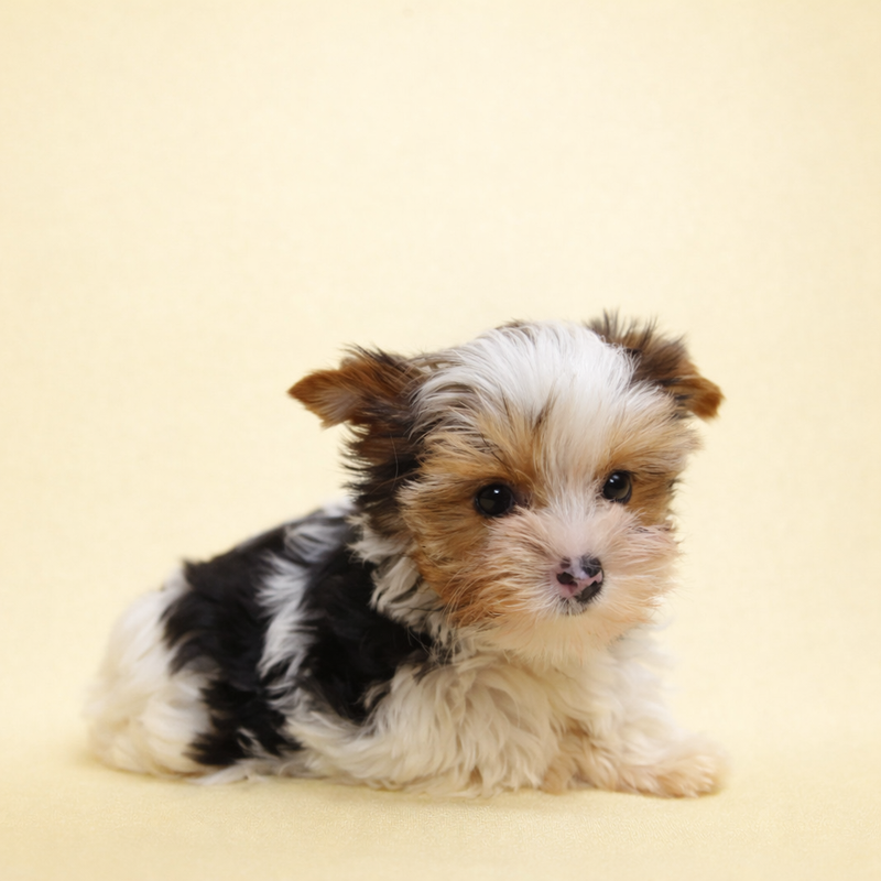 Antibes, Yorkshire Biewer femelle née le 29/12/25 Non LOF