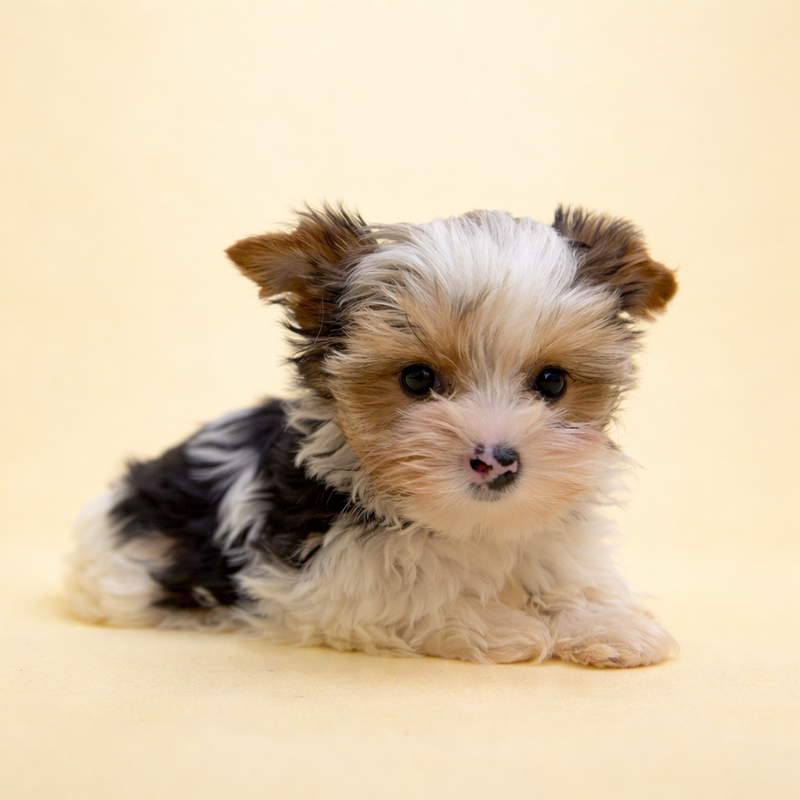 Antibes, Yorkshire Biewer femelle née le 29/12/25 Non LOF