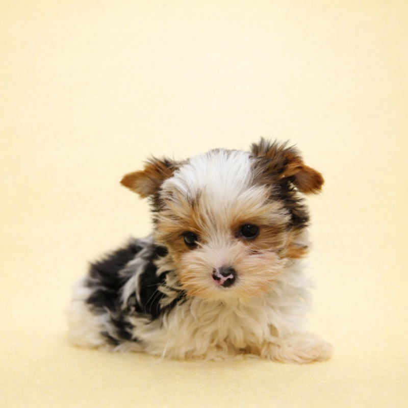 Antibes, Yorkshire Biewer femelle née le 29/12/25 Non LOF