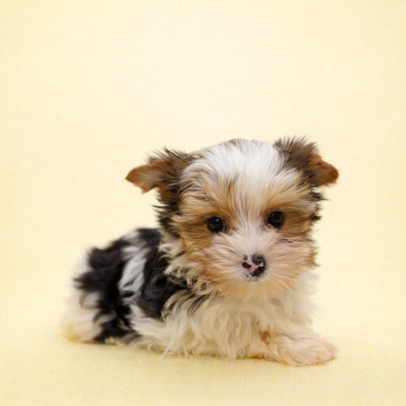 Antibes, Yorkshire Biewer femelle née le 29/12/25 Non LOF