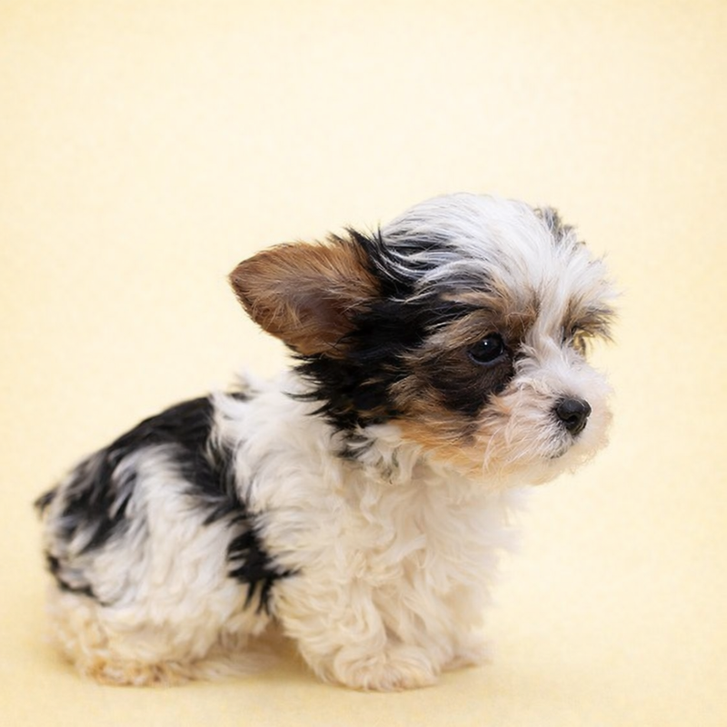 Antibes, Yorkshire Biewer femelle née le 30/12/25 Non LOF