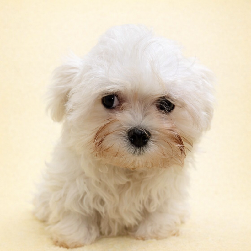 Alesia, Bichon Maltais femelle née le 21/12/25 LOF