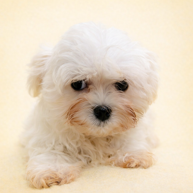 Alesia, Bichon Maltais femelle née le 21/12/25 LOF