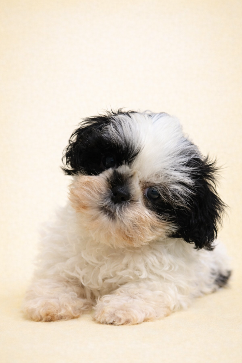 Besace, Shih Tzu femelle née le 12/01/26 Non LOF