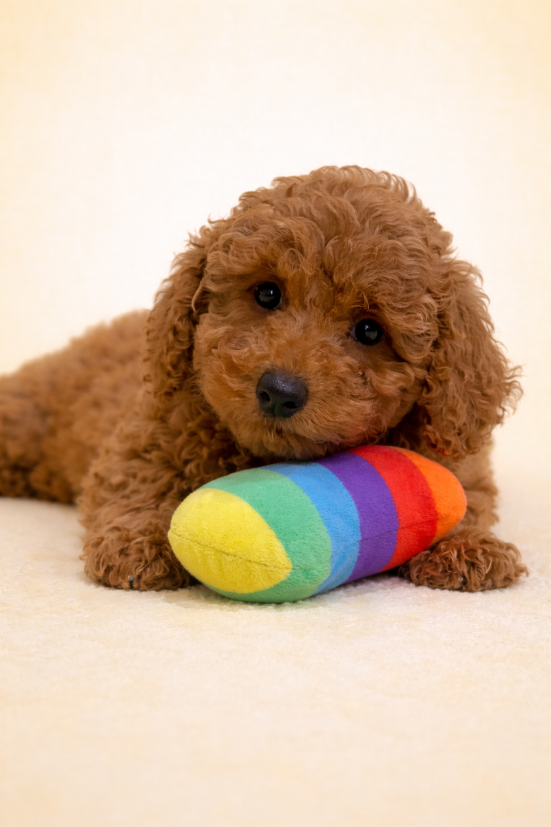 Bali, Caniche femelle née le 12/01/26 Non LOF