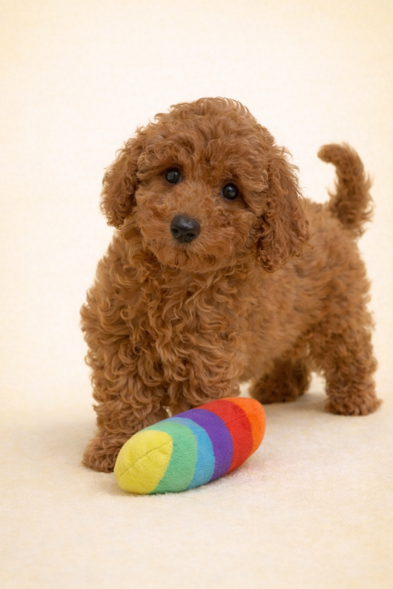 Bali, Caniche femelle née le 12/01/26 Non LOF