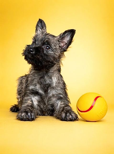 Bergamotte, femelle née le 18/01/26