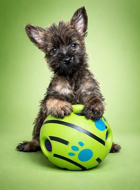 Buzz, mâle né le 18/01/26