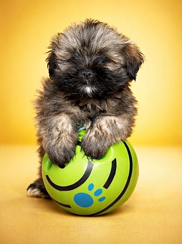 Billy, mâle né le 29/01/26 lof