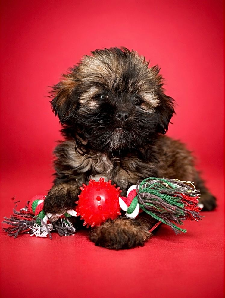 Birkin, femelle née le 29/01/26 lof