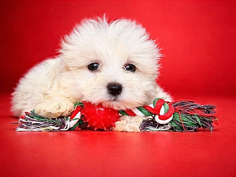 Birmane, femelle née le 28/01/26 lof