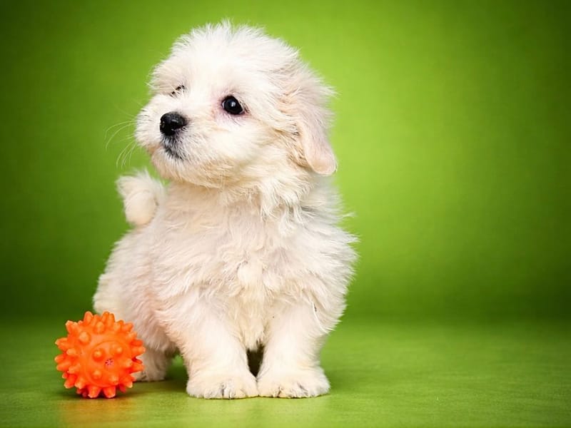 Ben, mâle né le 28/01/26 lof