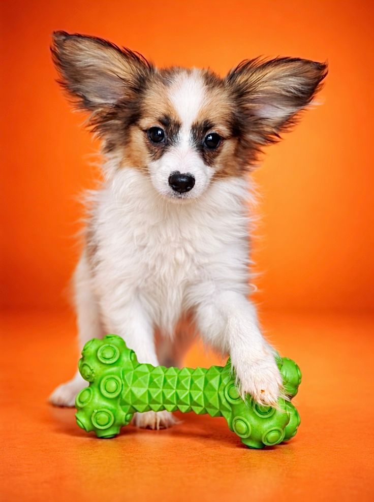 Azia, femelle née le 07/12/25 lof