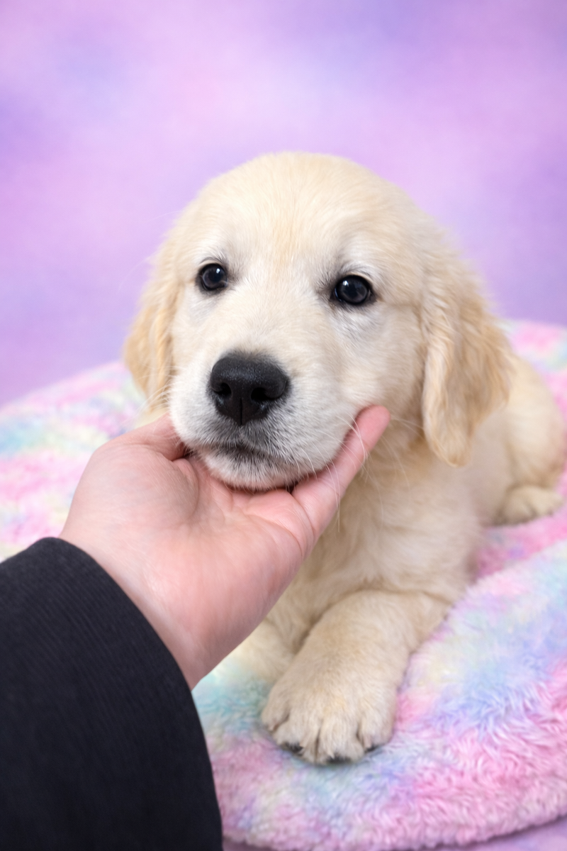 Berlin mâle né le :03/01/2026  (Parents LOF)