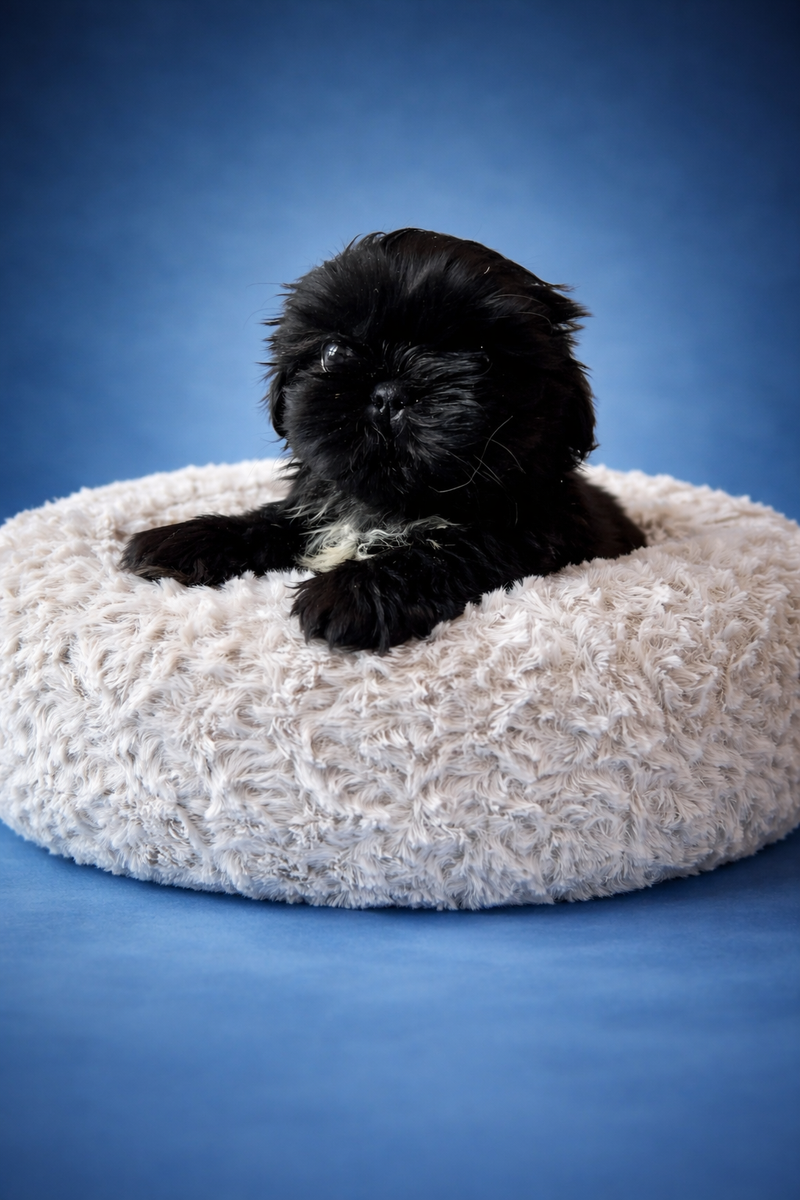 BOSTON, mâle né le 29/01/26 LOF