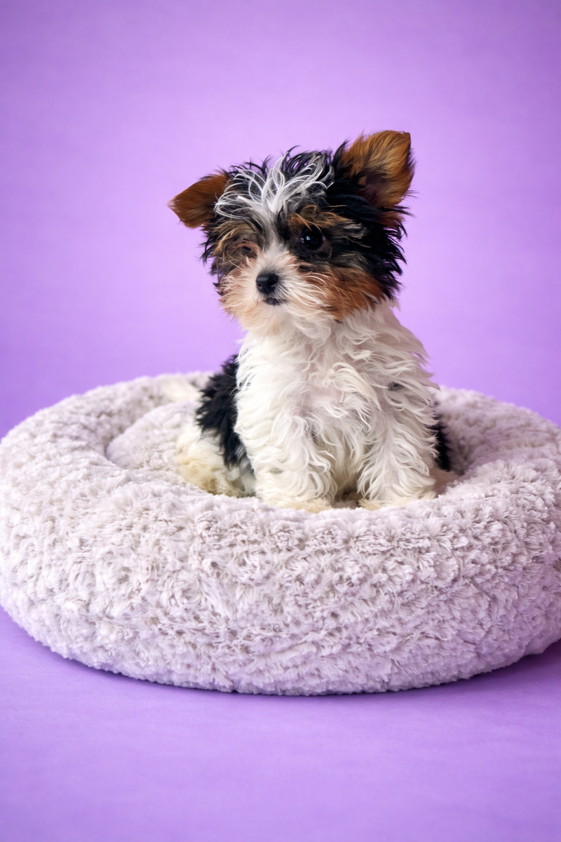 ALEX, mâle né le 30/12/25 non LOF (parents LOF)