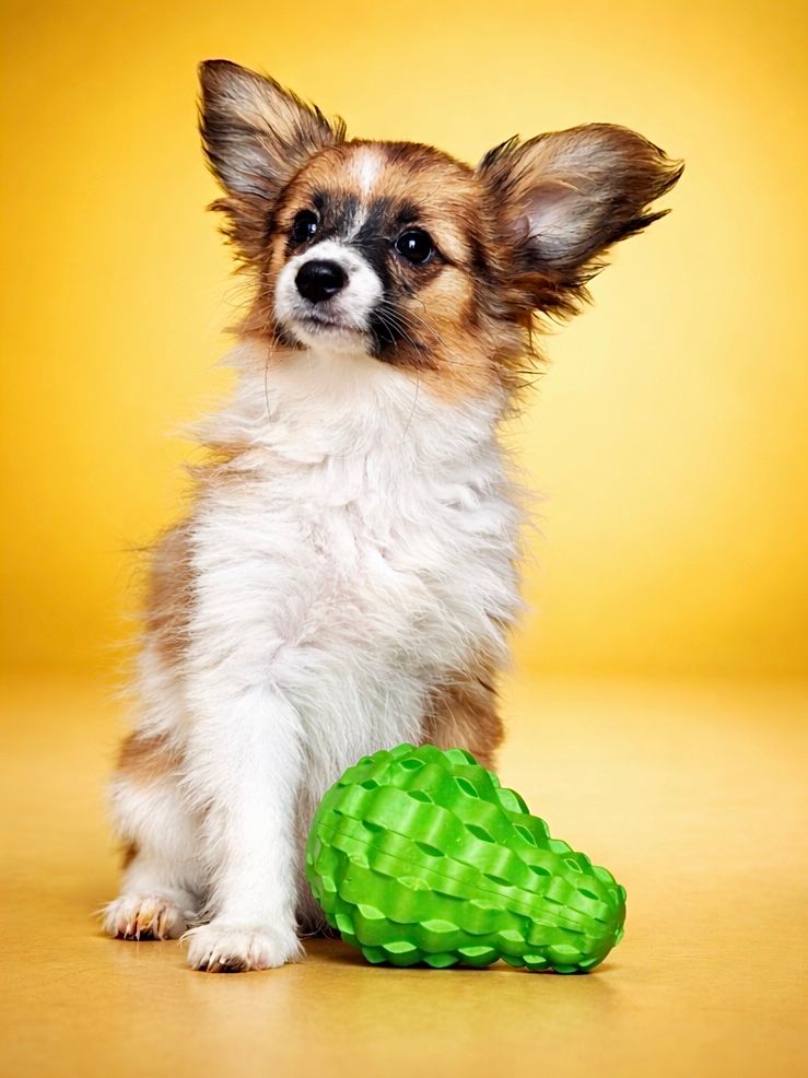 AZIA, femelle née le 07/12/25 LOF