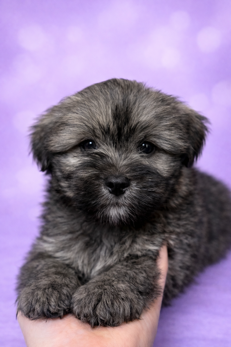 Bretzel mâle né le :28/01/26 ( LOF)