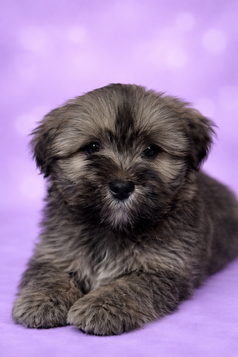 Bretzel mâle né le :28/01/26 ( LOF)