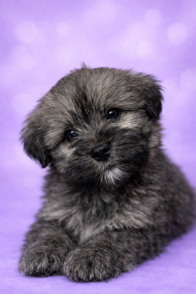 Bretzel mâle né le :28/01/26 ( LOF)