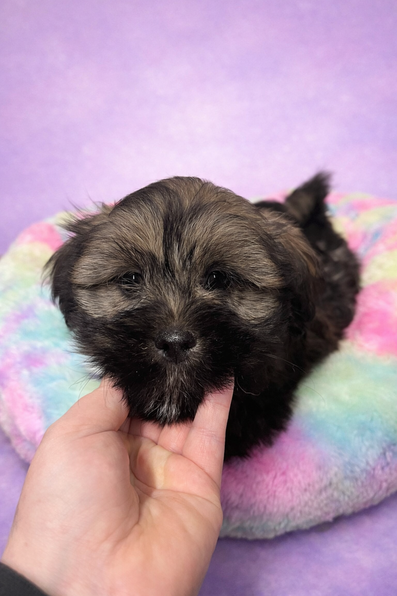 Baobab mâle né le :28/01/26 ( LOF)