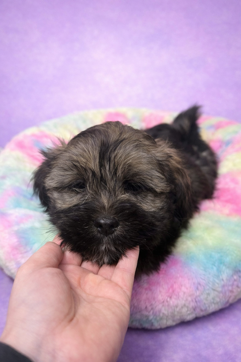 Baobab mâle né le :28/01/26 ( LOF)