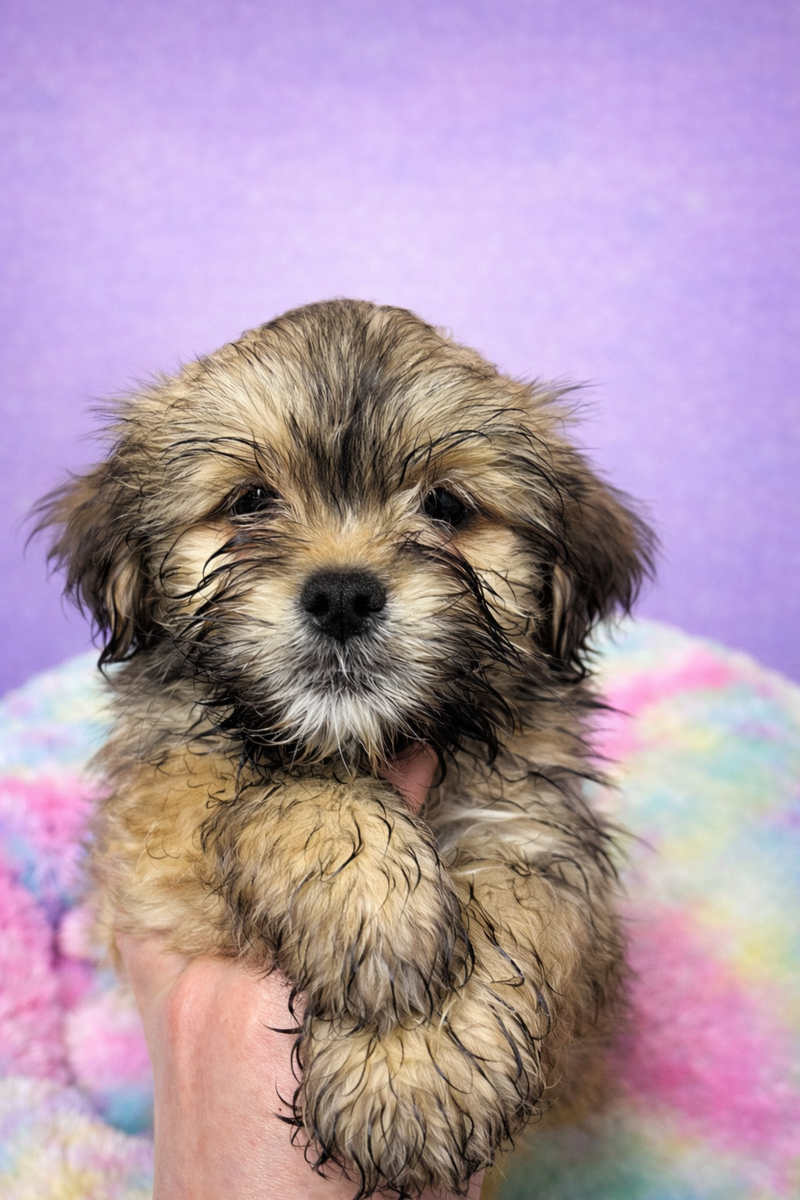 Brad mâle né le : 24/01/26 ( LOF)