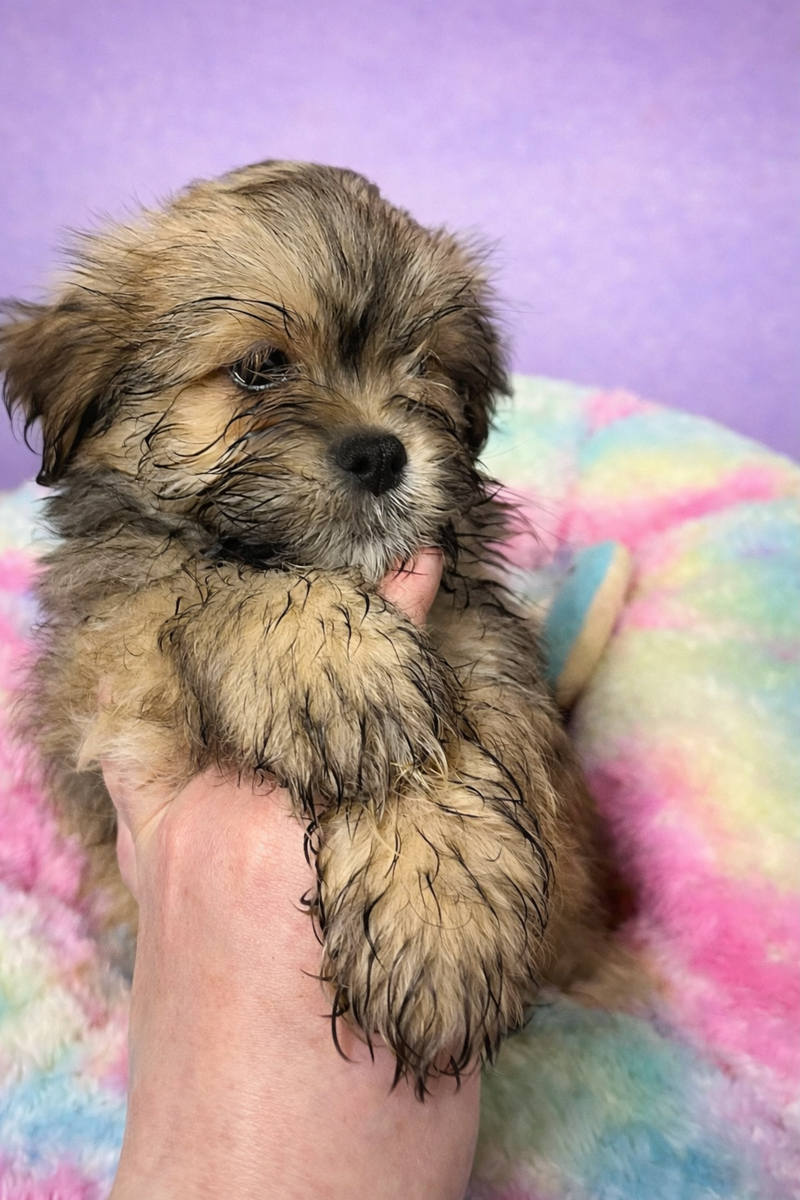 Brad mâle né le : 24/01/26 ( LOF)