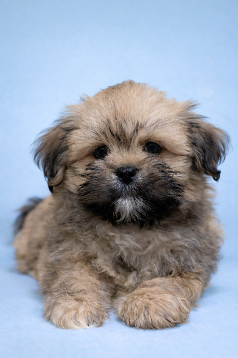 Buzz, Lhassa Apso mâle né le 29/01/26 LOF