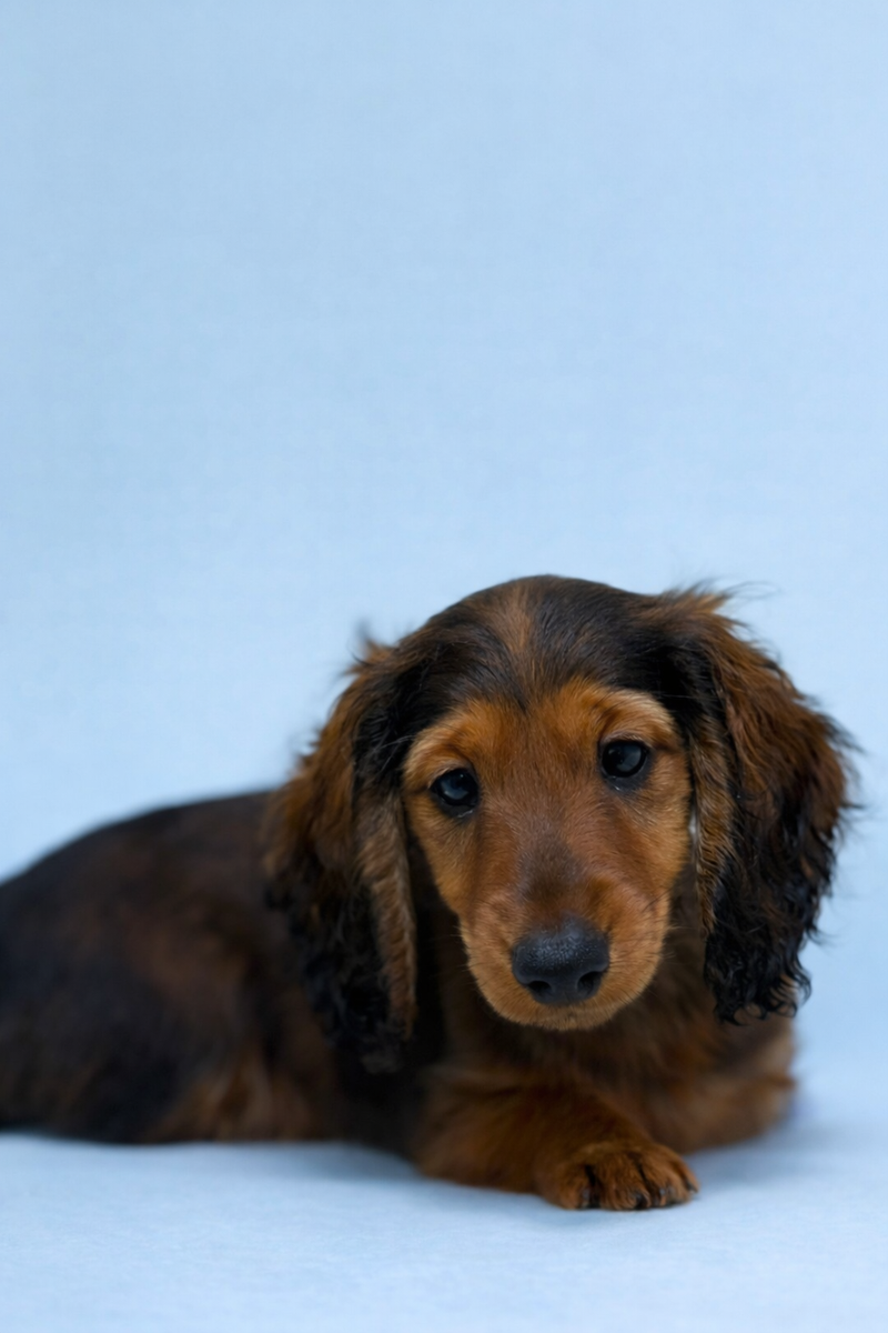 Balmain, Teckel poil long mâle né le 14/01/26 Non LOF 